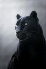 Golden Eyes