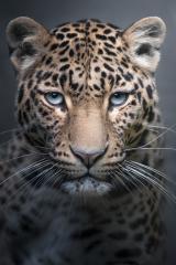 Leopard Life