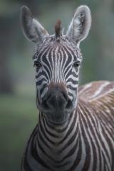 Curious Zebra