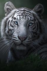 Awi the Beautiful