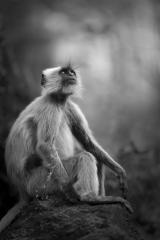Contemplation