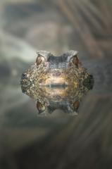 Caiman's Reflection