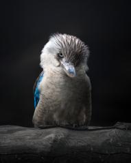 Kookaburra