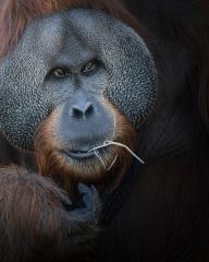 Orangutan