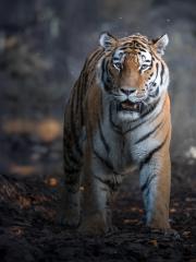 Post-Apocalyptic Tiger