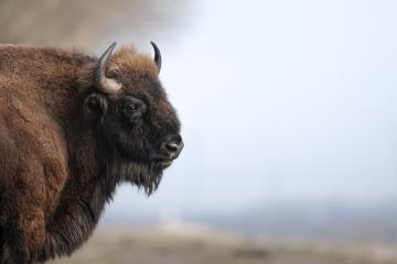 The Bison Watch